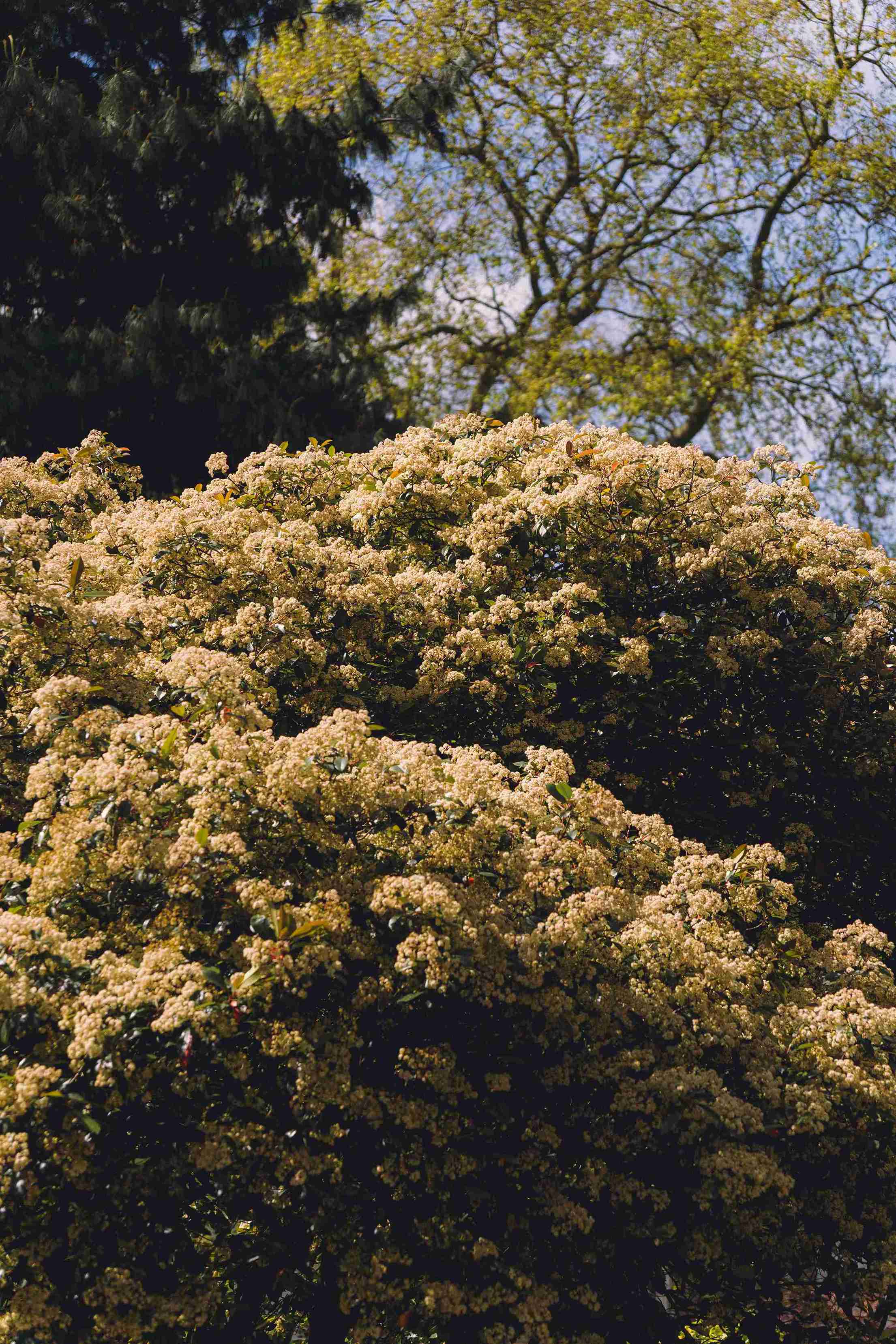 Close Up Of A Blossoming Tree